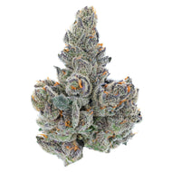 Gastro Pop FLOWER - HYBRID (1/8 for $25 & 1/4 for $45!) *Zero Gravity Extracts