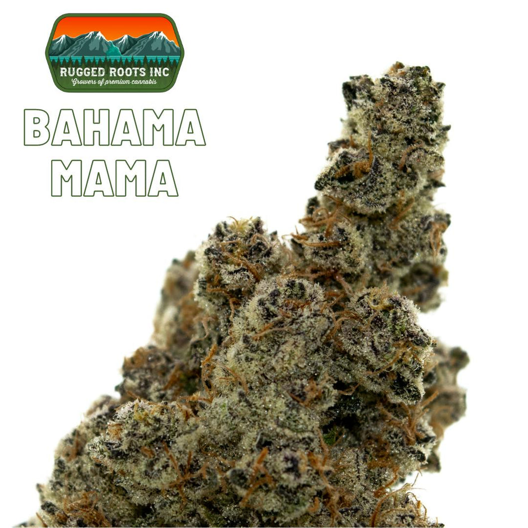 Bahama Mama FLOWER - SATIVA/HYBRID (1/8 for $25 & 1/4 for $45!) *Rugged Roots