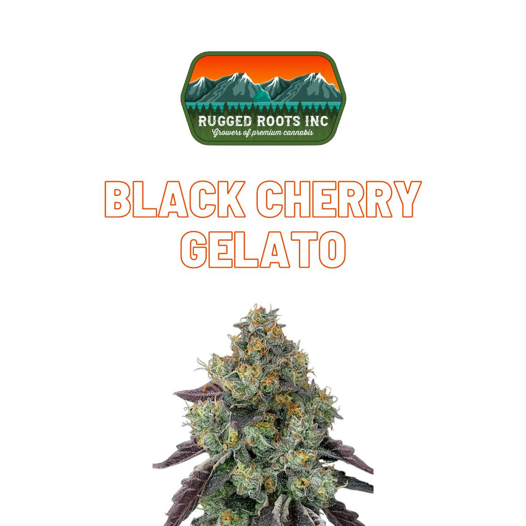 Black Cherry Gelato FLOWER - HYBRID (1/8 for $25 & 1/4 for $45!) *Rugged Roots