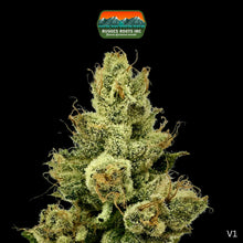Load image into Gallery viewer, BUCK&#39;S $100 Ounces! Ray K (Khalifa Kush) Flower - HYBRID
