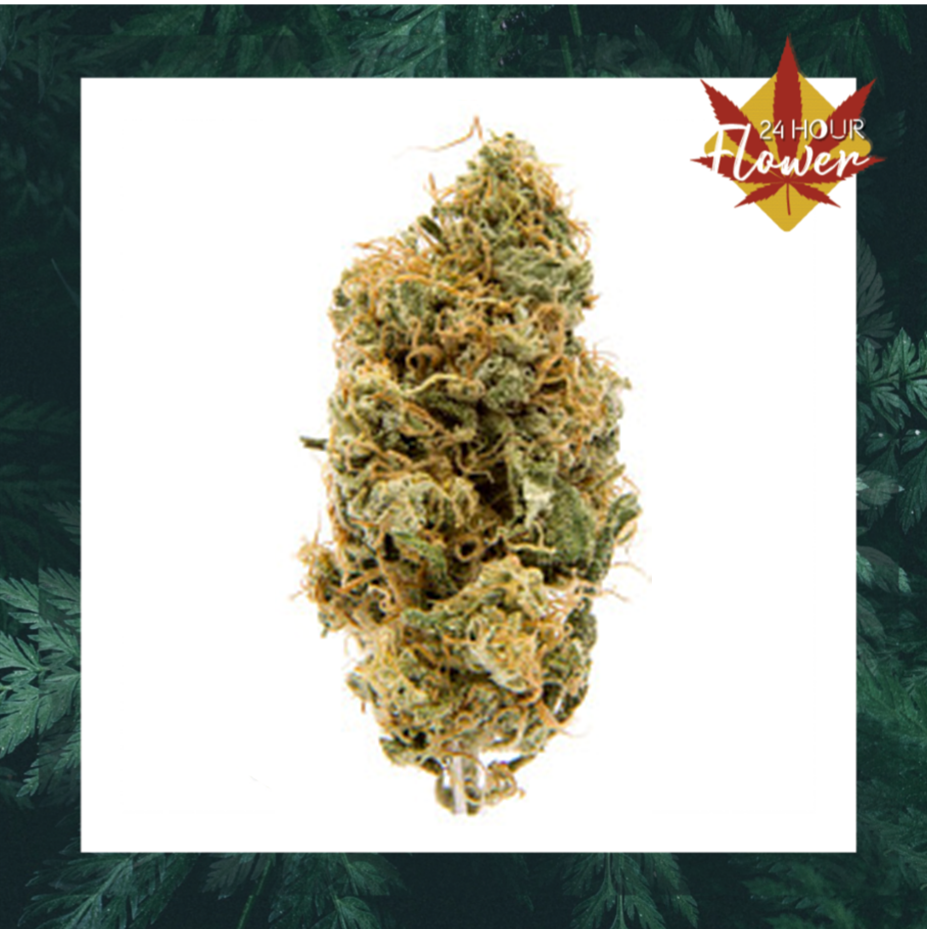 Critical Kush FLOWER - INDICA *Holistic Wellness (1/8 for $25 & 1/4 for $45!)