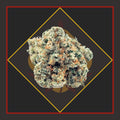 Flower - 1/8 for $25 & 1/4 for $45! - Banana Breath - I/HYBRID *Cadillac Cannabis